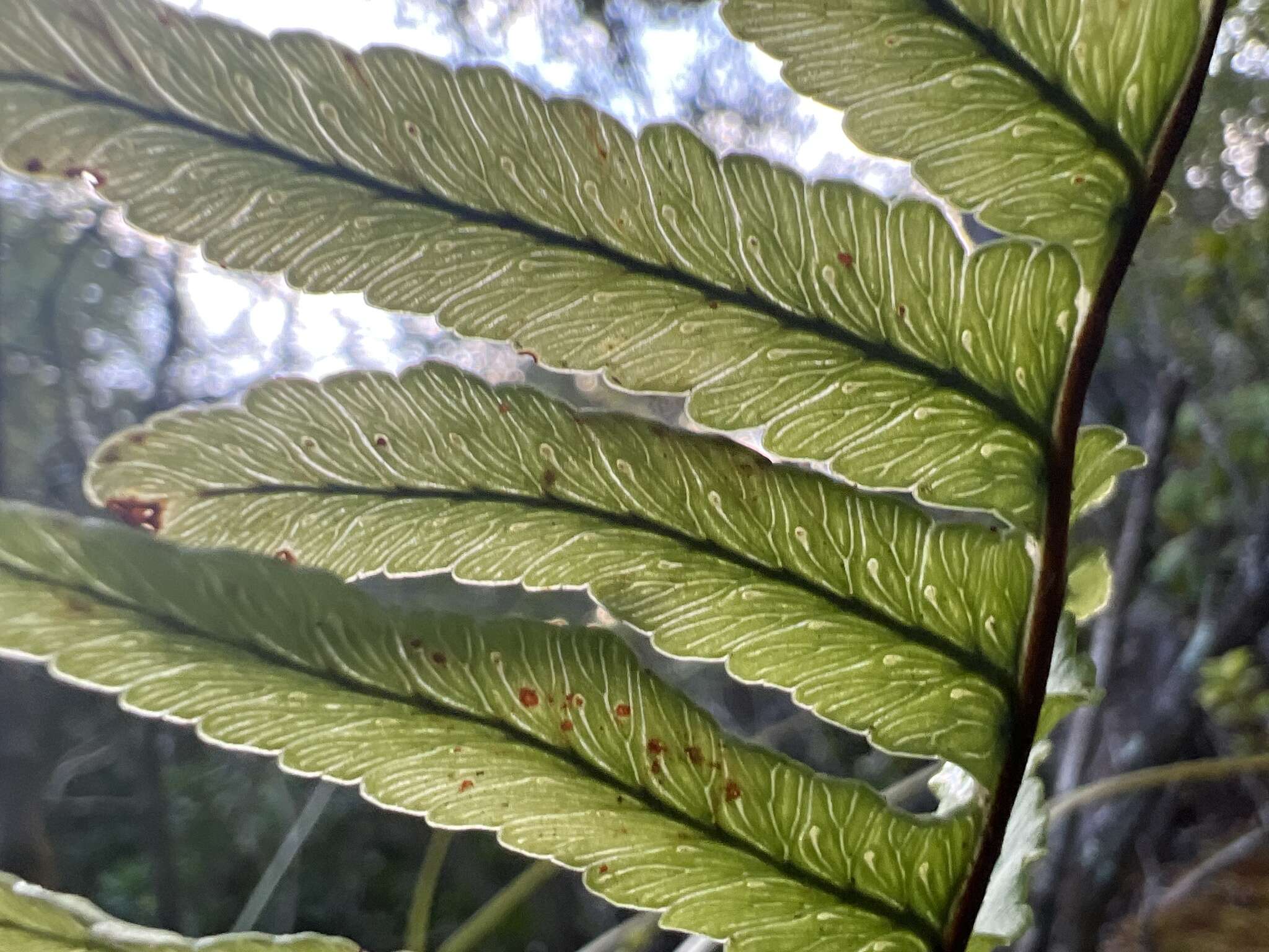 Image de Polypodium pellucidum Kaulf.