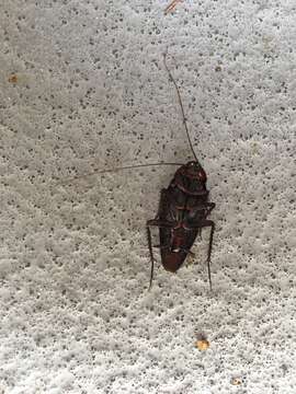 Image of Smokeybrown cockroad