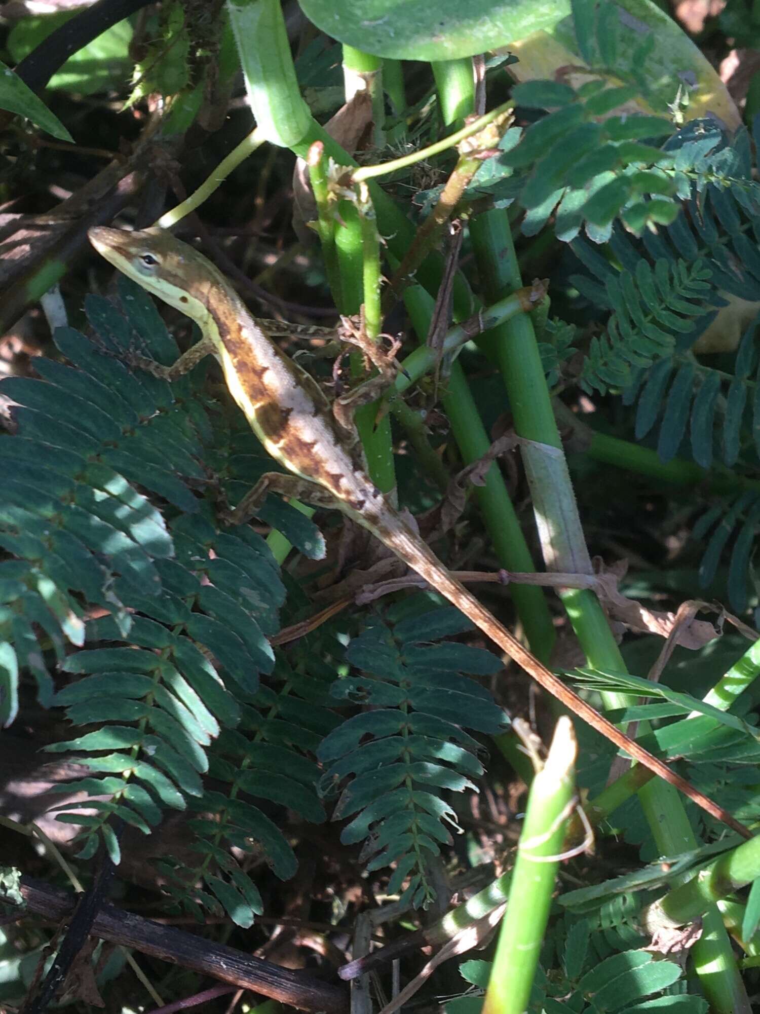 Image of Sharp-mouthed lizard