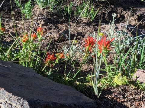 Imagem de Castilleja applegatei subsp. applegatei