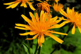 Image of Pyrenean Hawksbeard