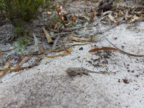 Image of Bight Heath Dragon