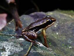 Image of Pratt's Rocket Frog