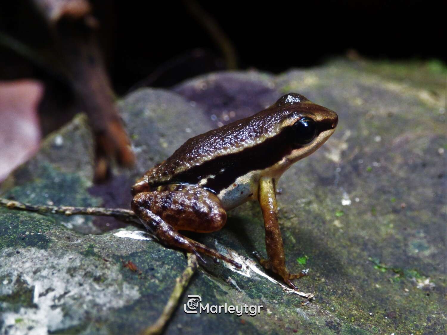 Image of Pratt's Rocket Frog