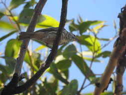 Image of Bar-breasted Honeyeater
