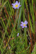 Image of Zyrphelis taxifolia Nees