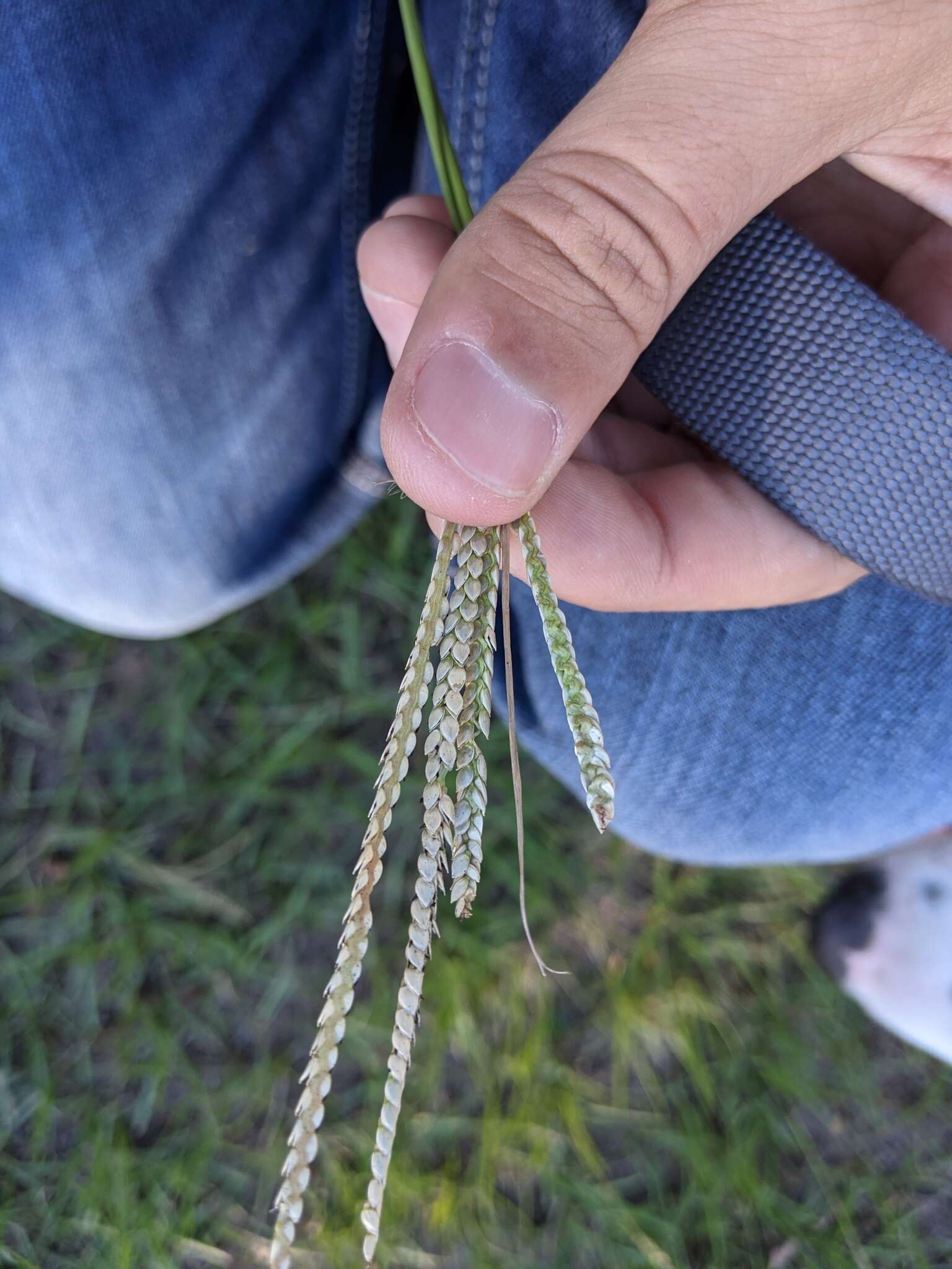 Image of Egyptian Water Crown Grass