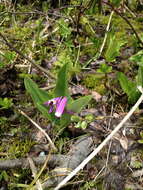 Sivun Dodecatheon jeffreyanum subsp. jeffreyanum kuva