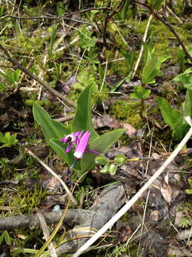 Plancia ëd Dodecatheon jeffreyanum K. Koch