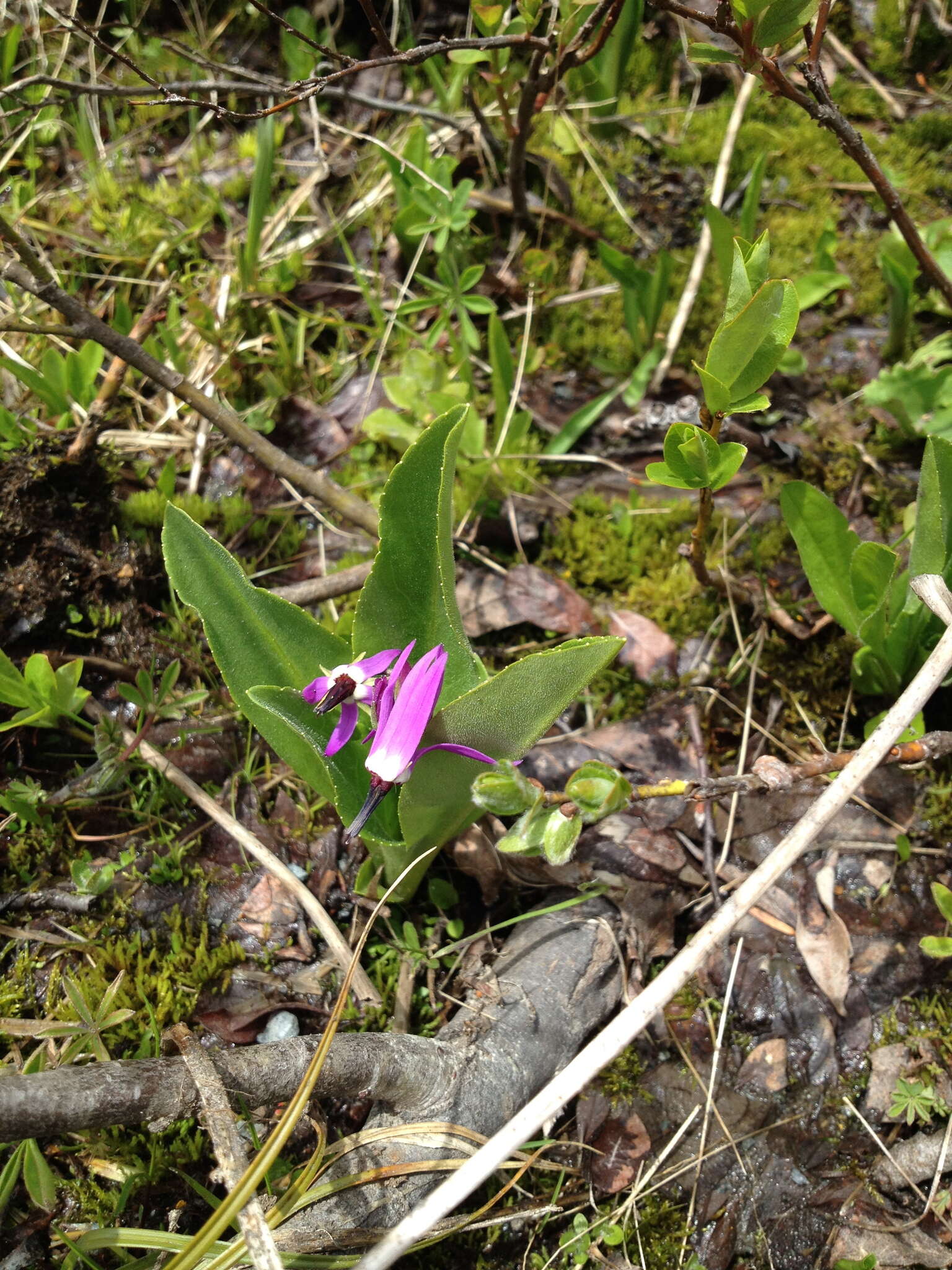 Plancia ëd Dodecatheon jeffreyanum subsp. jeffreyanum