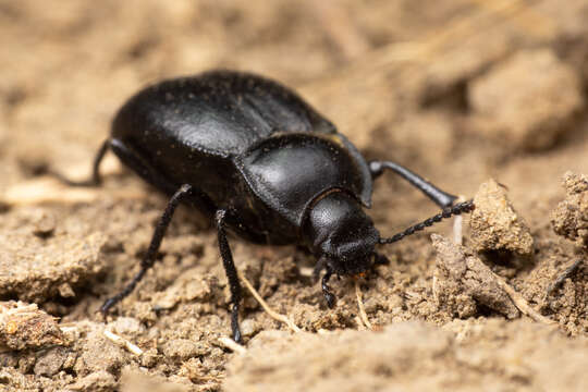 Image of Stenomorpha (Asidopsis) polita (Say 1824)