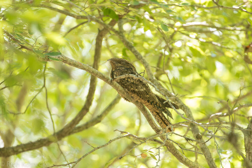 صورة Antrostomus carolinensis (Gmelin & JF 1789)