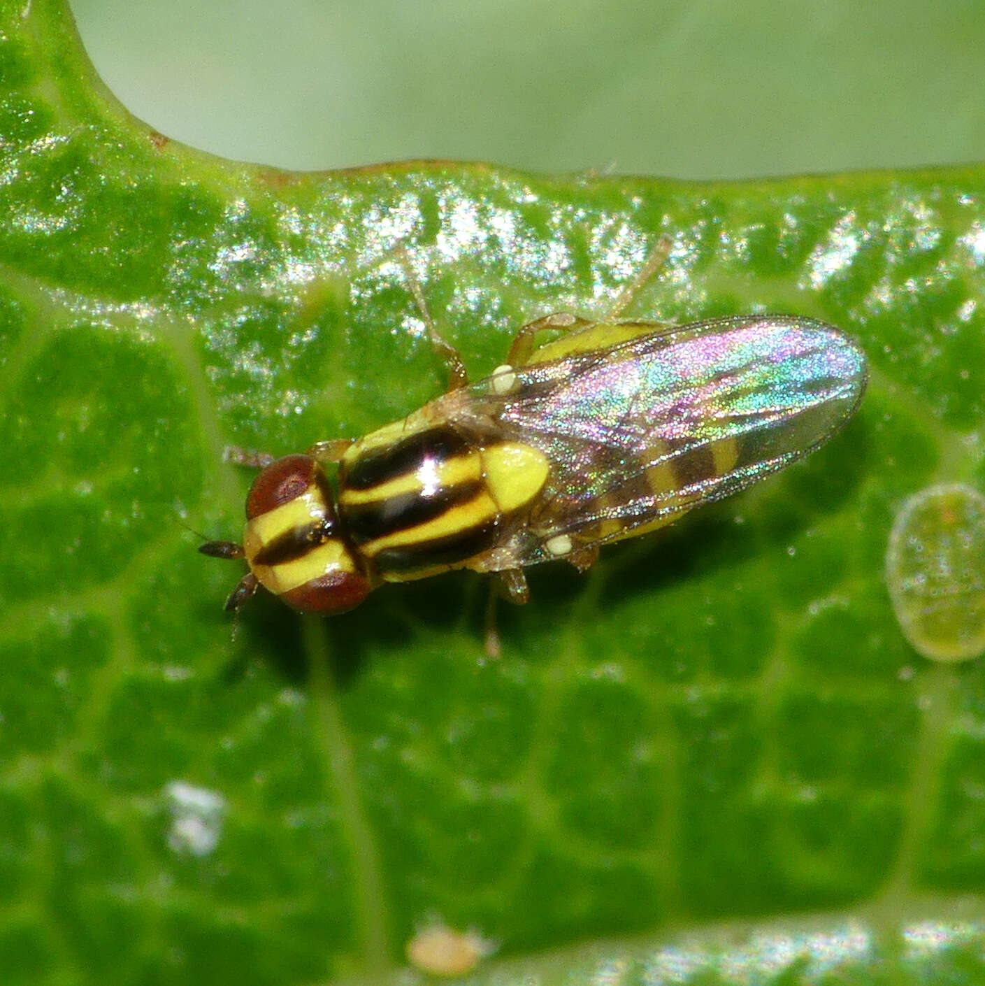 Image of Chloropid fly