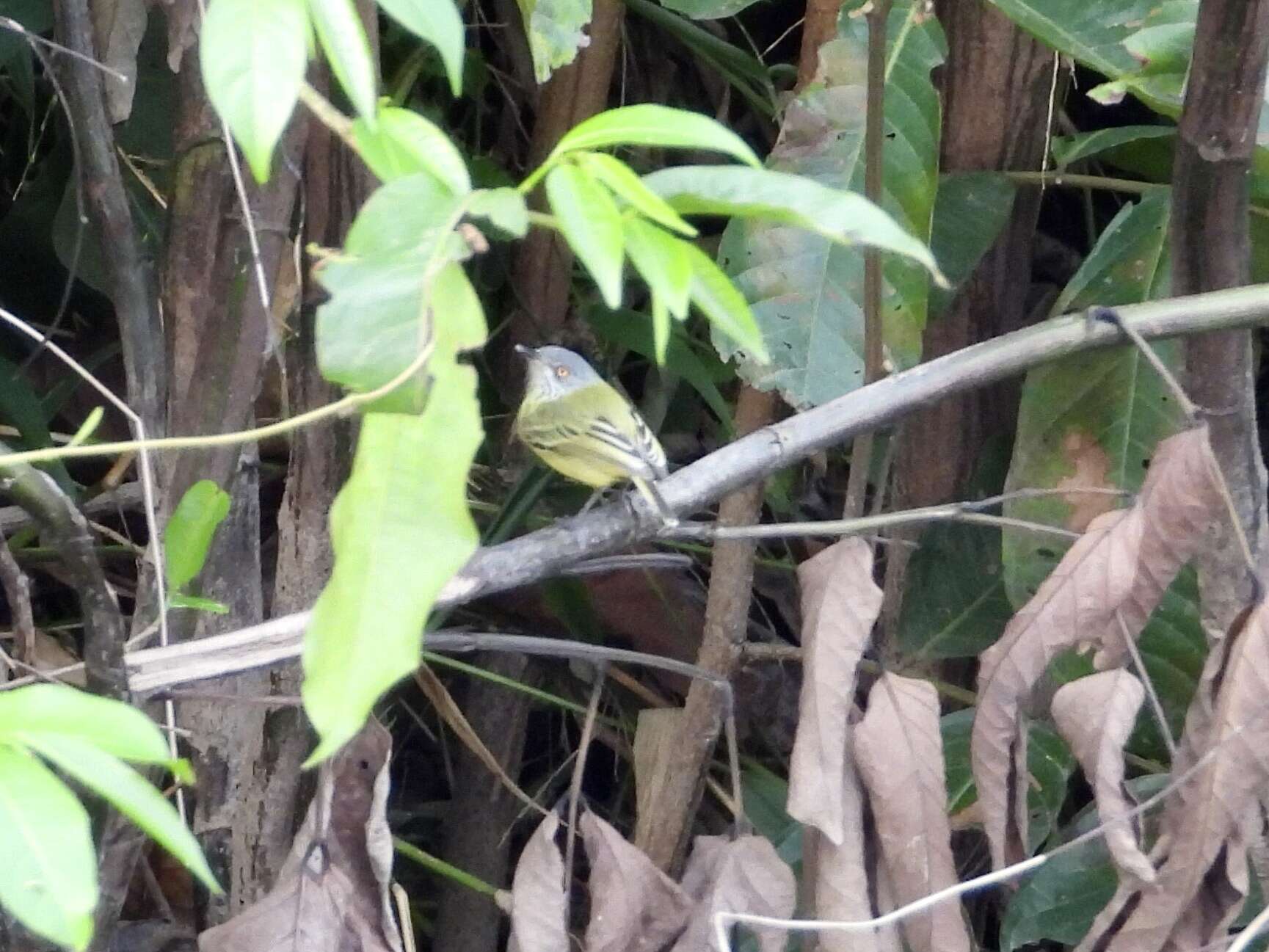 Image of Spotted Tody-Flycatcher