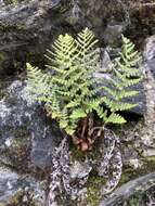 Image of Dryopteris komarovii Kossinsky