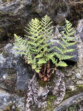 Dryopteris komarovii Kossinsky resmi