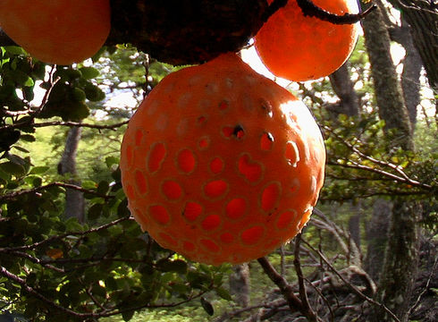Image of Darwin's Fungus