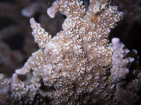 Image of pore coral