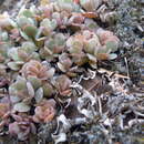 صورة Sedum laxum subsp. heckneri (M. E. Peck) Clausen