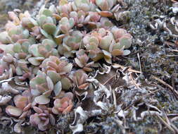 Image of Heckner's stonecrop