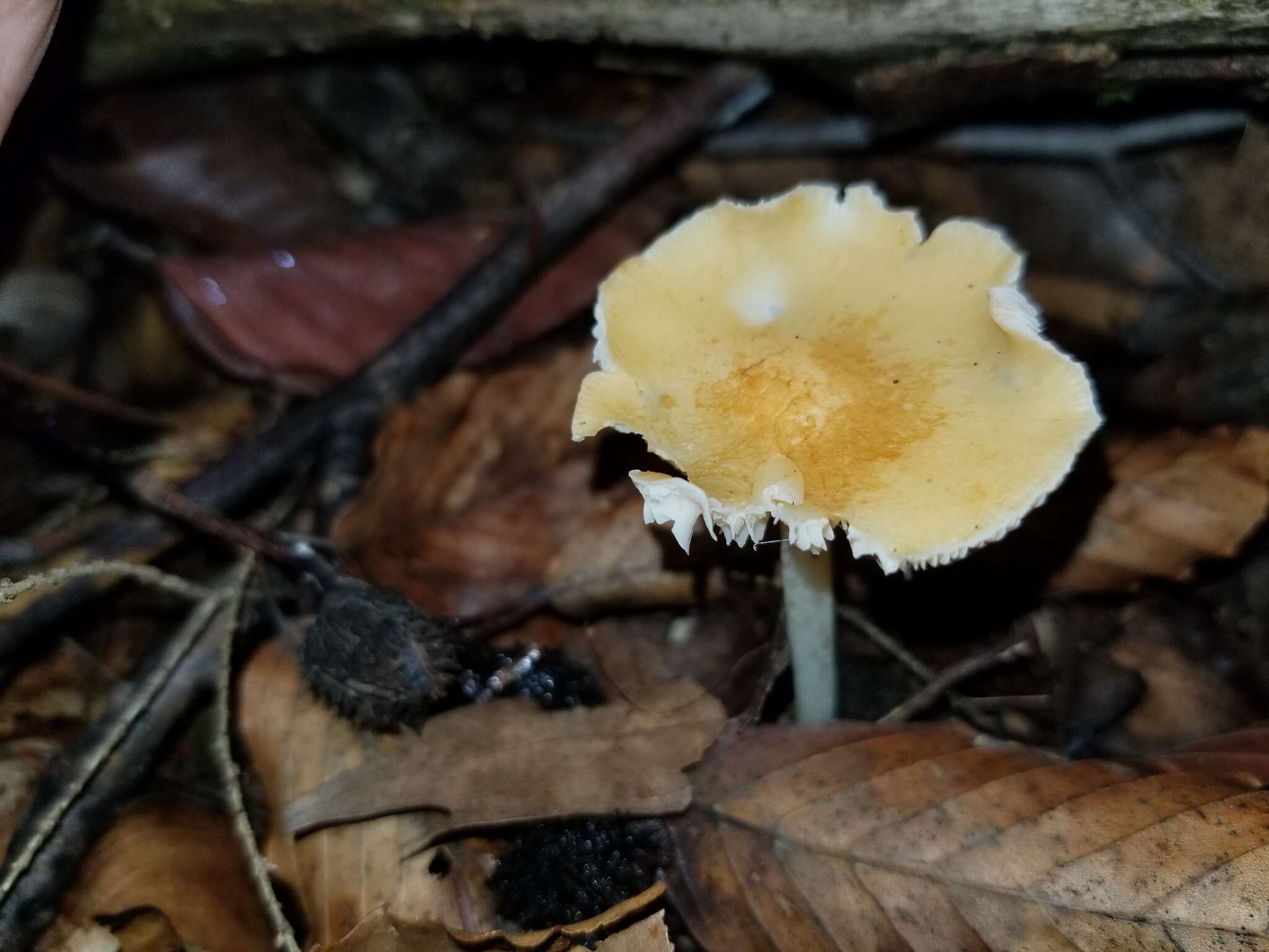 Image of Marasmius strictipes (Peck) Singer 1943