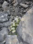 صورة Cerastium latifolium L.