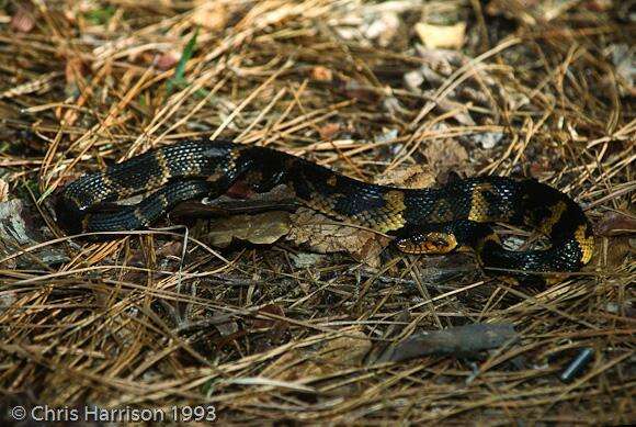 Image of Banded Water Snake