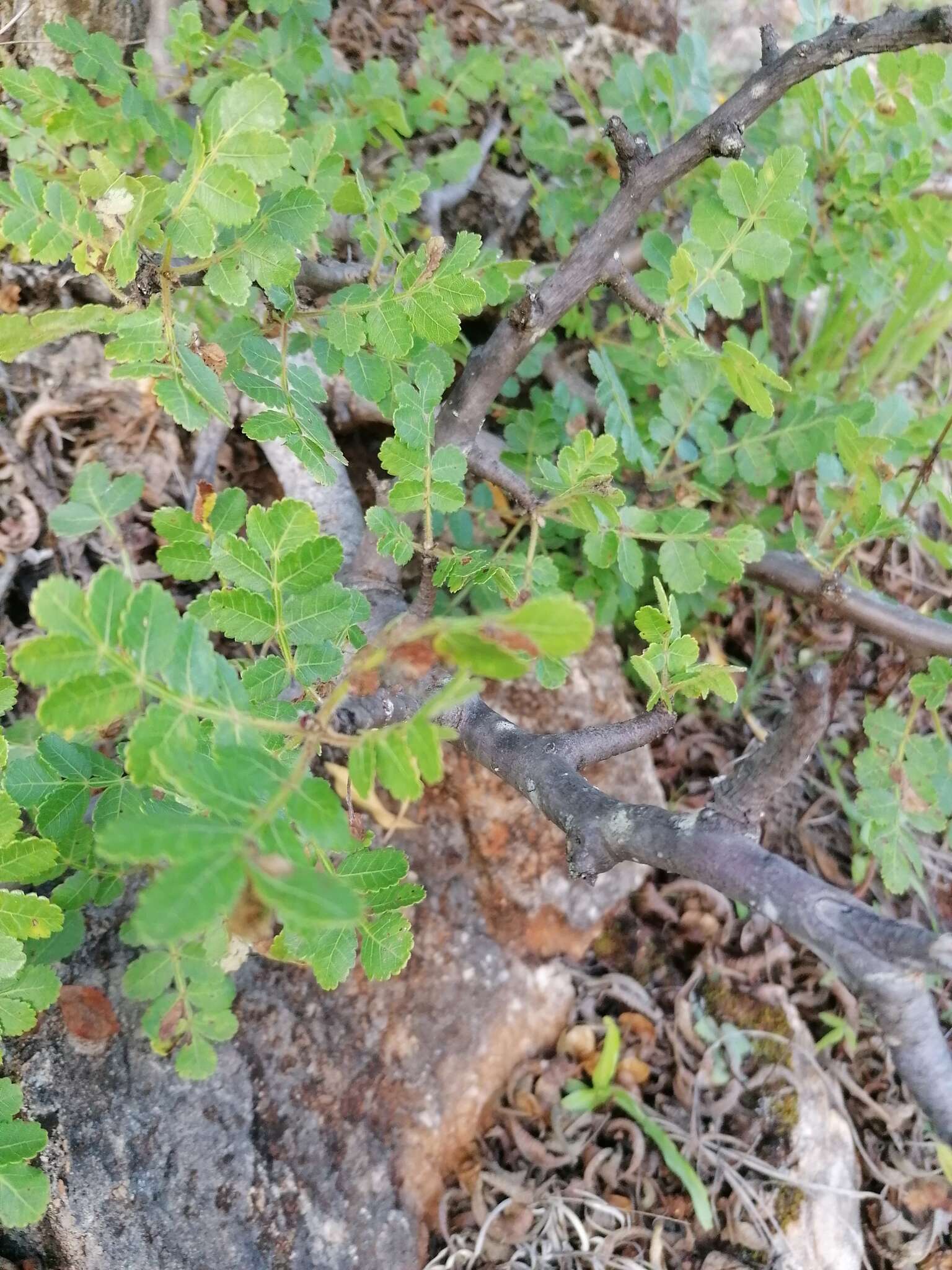 Sivun Bursera glabrifolia (Kunth) Engl. kuva