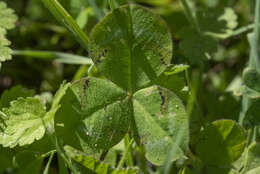 Image of shield clover