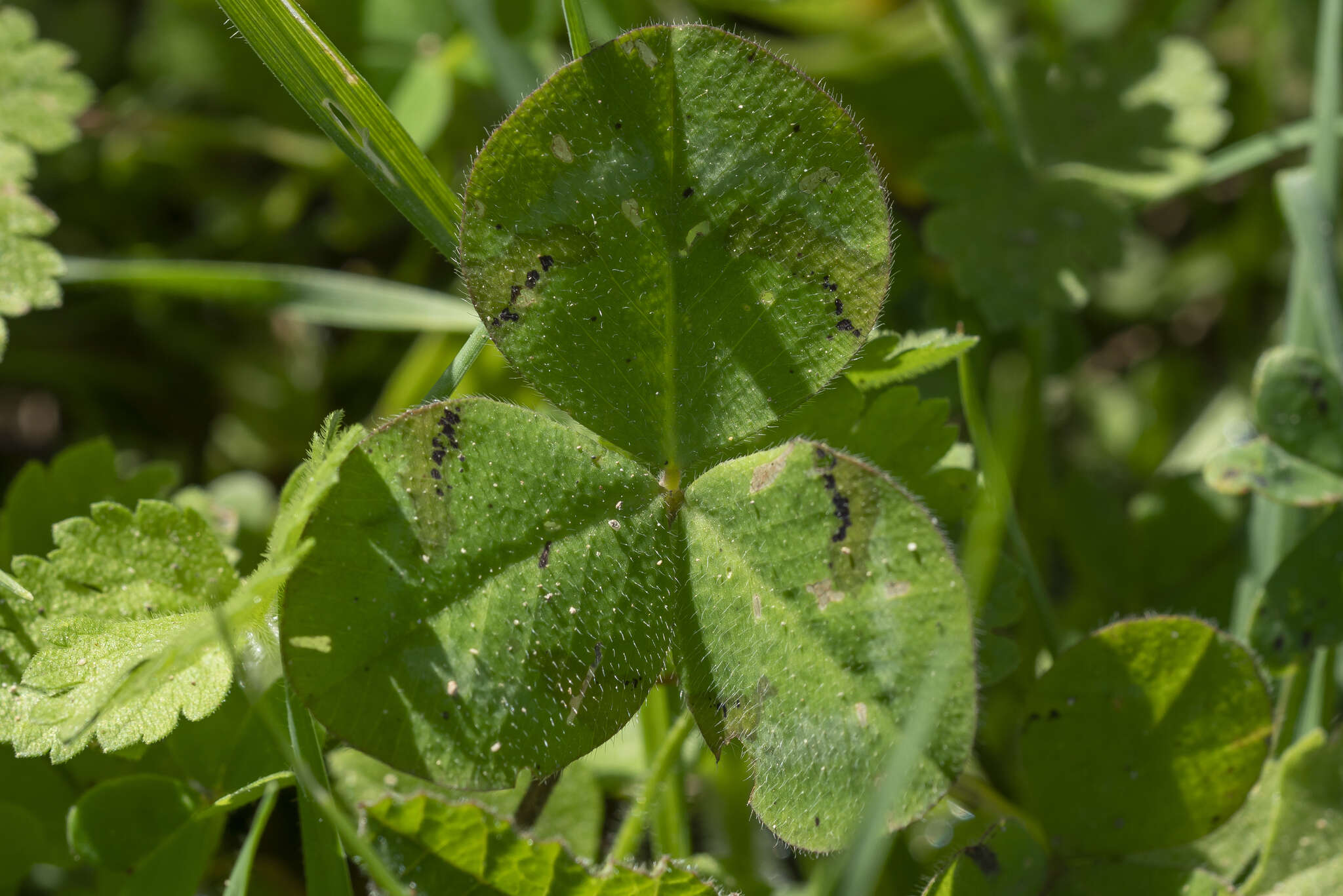 Trifolium clypeatum L.的圖片