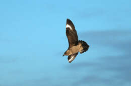 Image of South Polar Skua