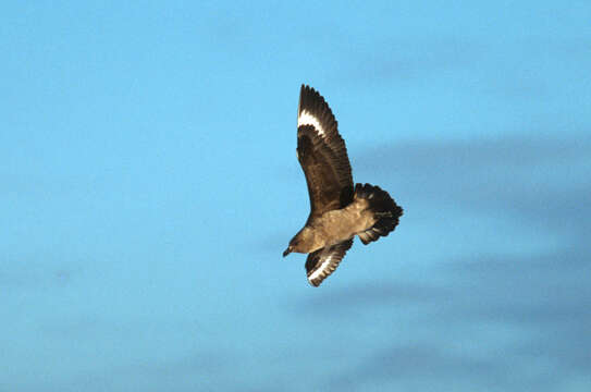 Image of South Polar Skua