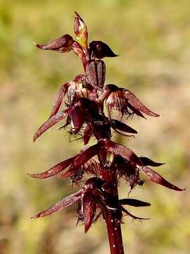 Imagem de Genoplesium acuminatum (R. S. Rogers) D. L. Jones & M. A. Clem.