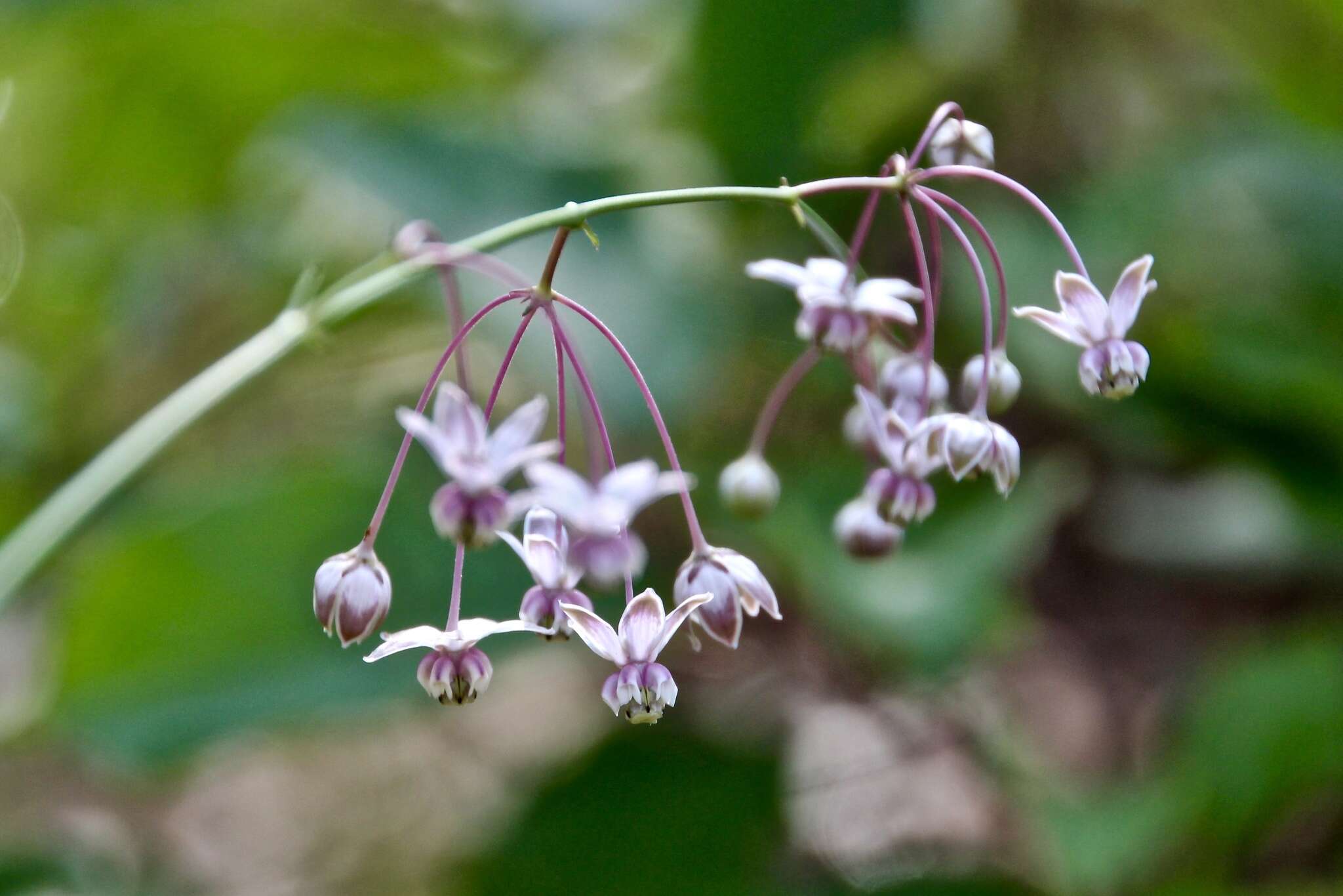 Image of Carolina milkweed