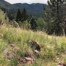 Image of Bill Williams Mountain giant hyssop