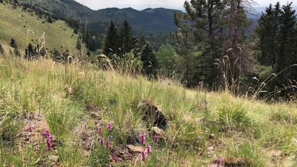 Image of Bill Williams Mountain giant hyssop