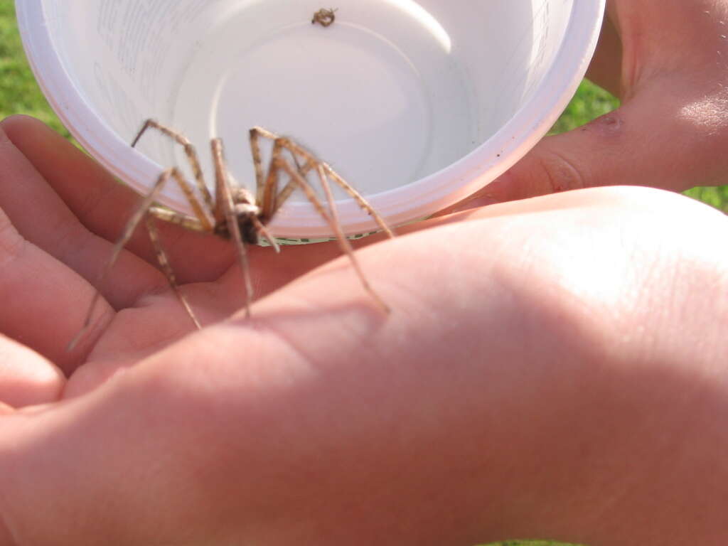 Image of cardinal spider