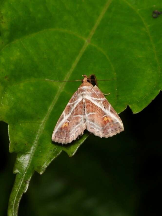 Image of Eugnathia diagonalis Hampson 1910