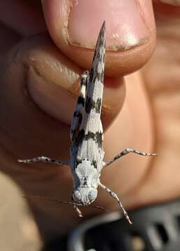 Trimerotropis titusi Caudell 1905 resmi