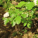 Image of Cogswell's hawthorn