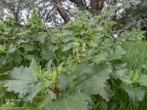 Image of pitseed goosefoot