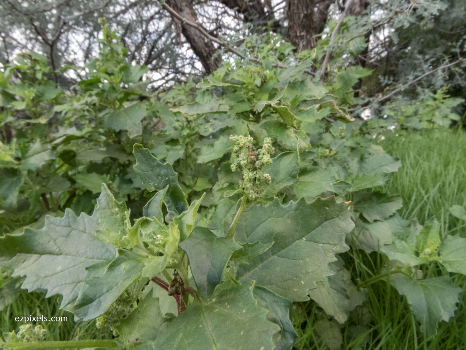 Image of pitseed goosefoot