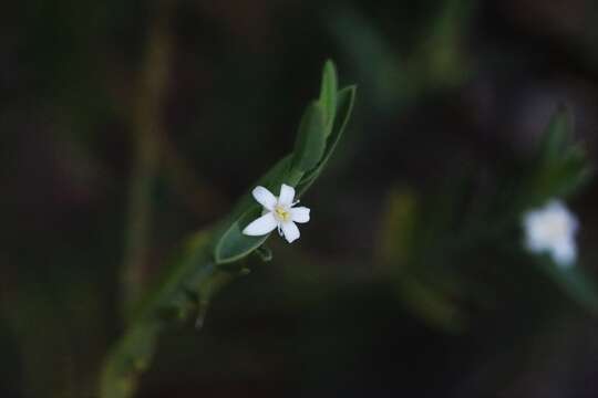 Image of Olax stricta R. Br.