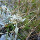 Image de Helichrysum arnicoides (Lam.) Cordem.