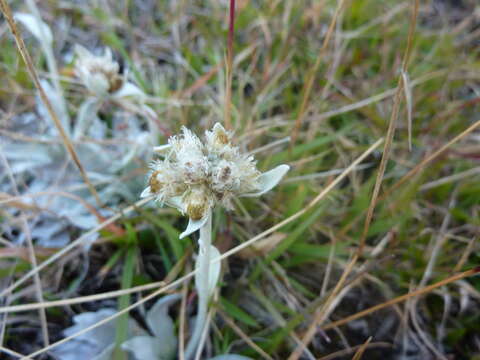 Image of Helichrysum arnicoides (Lam.) Cordem.