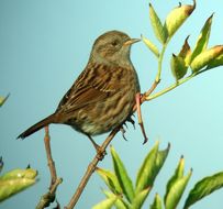Image of Hedge accentor