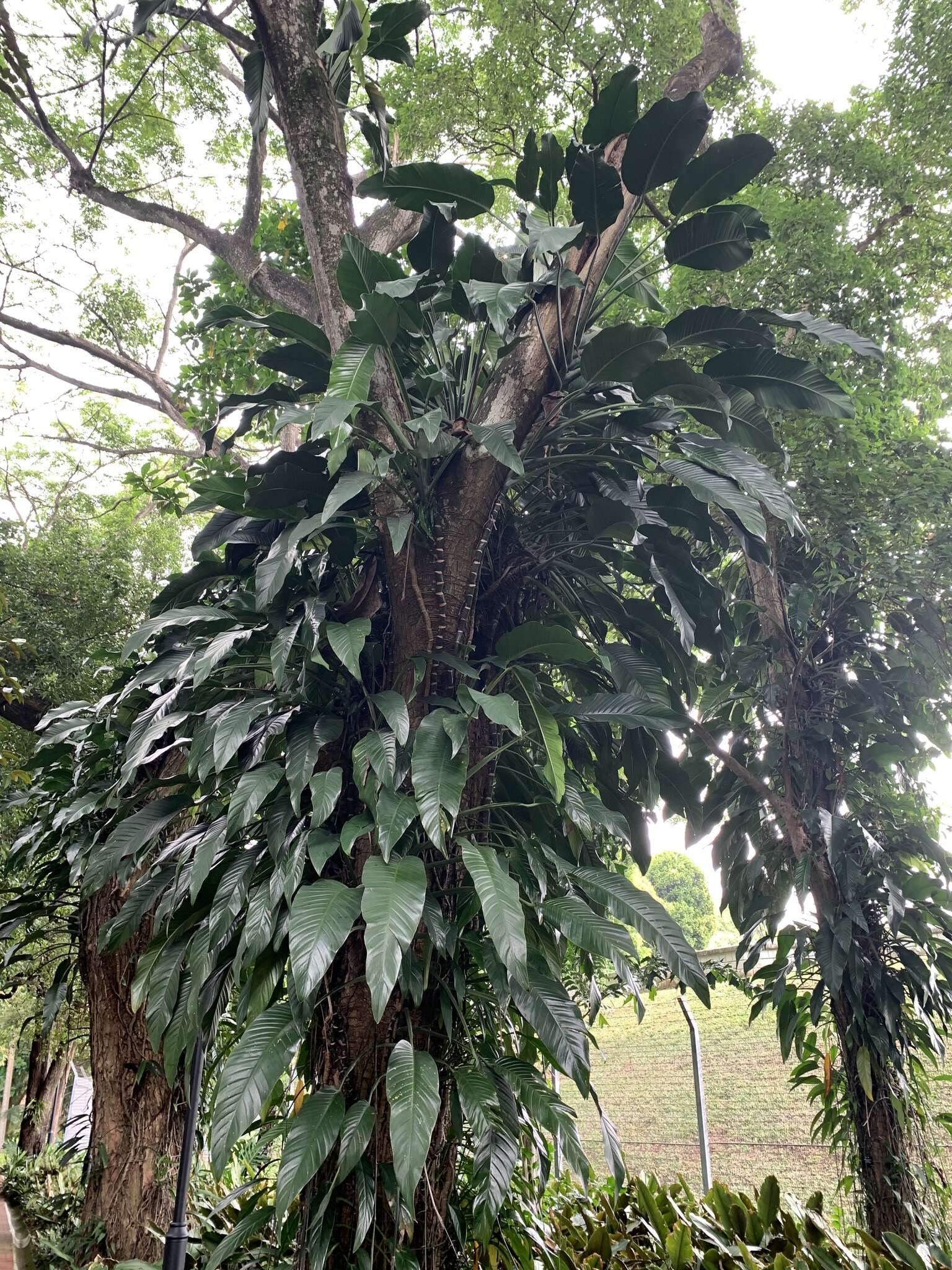 Image of Epipremnum giganteum (Roxb.) Schott