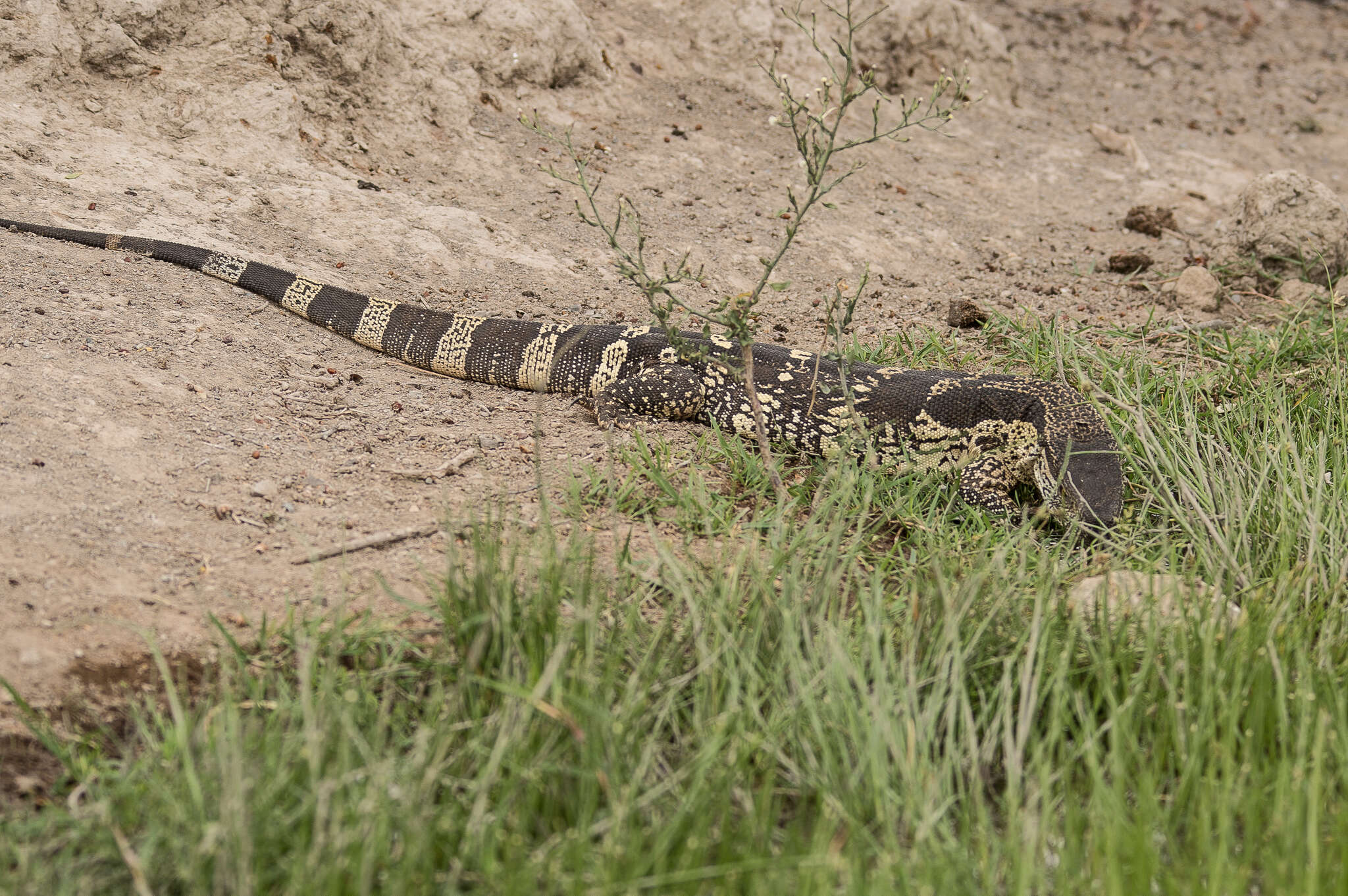 Image of White-throated Monitor