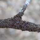 Image of melanelia lichen