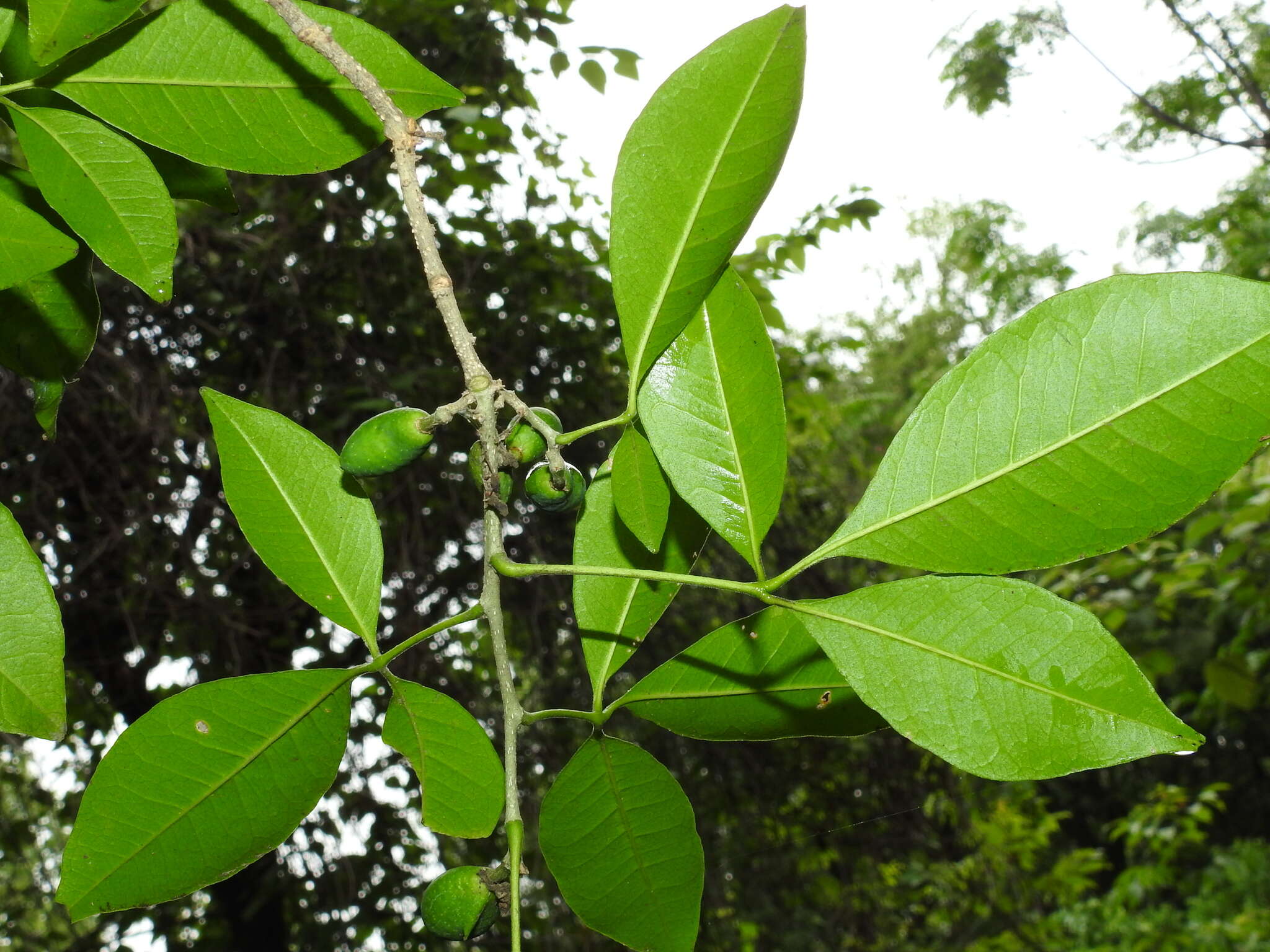 Image of Casimiroa greggii (S. Watson) F. Chiang